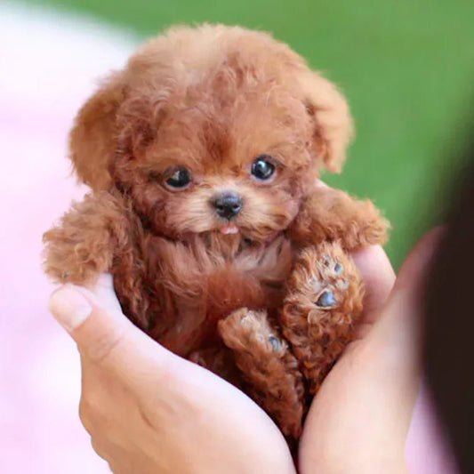 Essantials | Interactive Plush Dog with Realistic Movements – For Children & Seniors